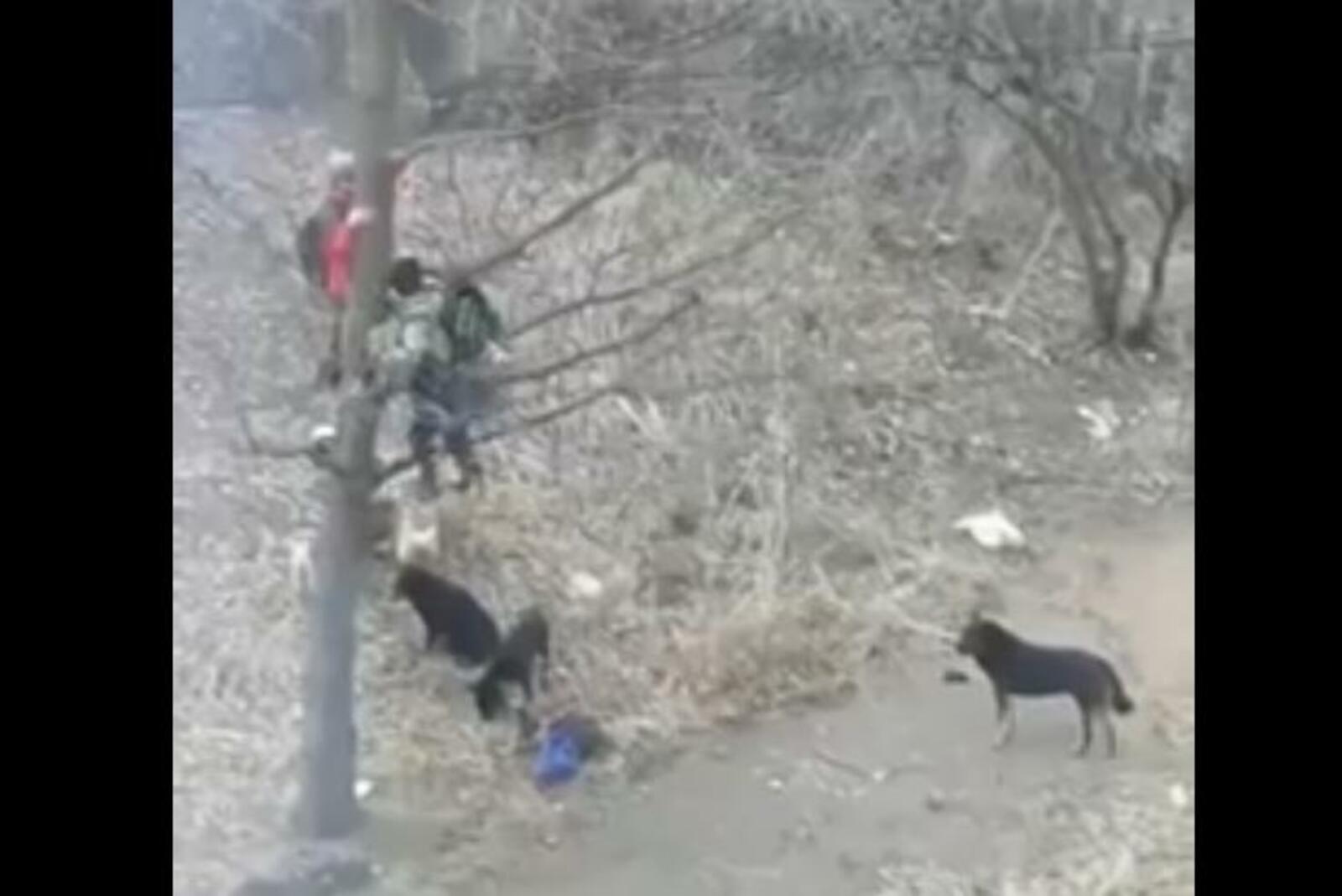 Нападение стаей. Стая собак напала на ребенка в Башкирии. Бродячие собаки в Башкирии. Башкирия нападение собаки. Нападение собак на ребенка в Башкирии видеосюжет.