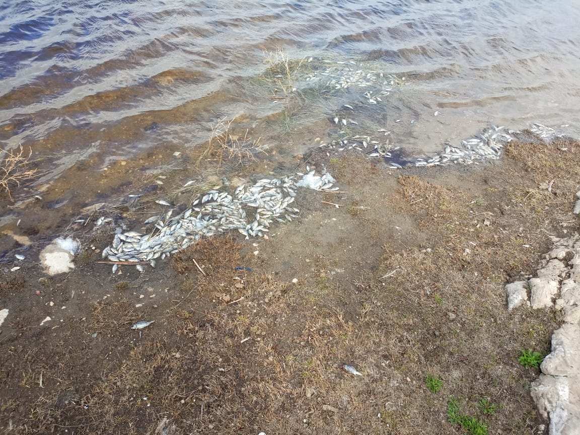 Специалисты минэкологии Башкирии выясняют причину массовой гибели рыбы в пруду деревни Таштуй