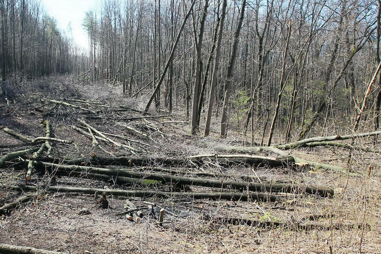 Валежник В Лесу Фото