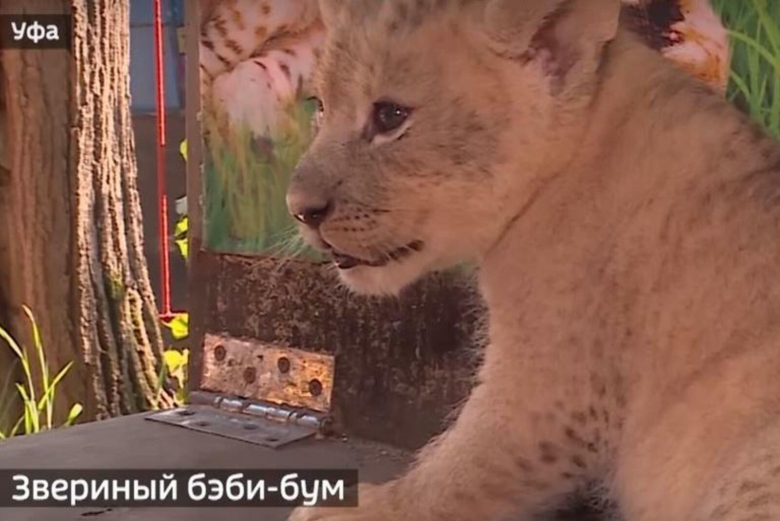 скриншот видео ГТРК Башкортостан