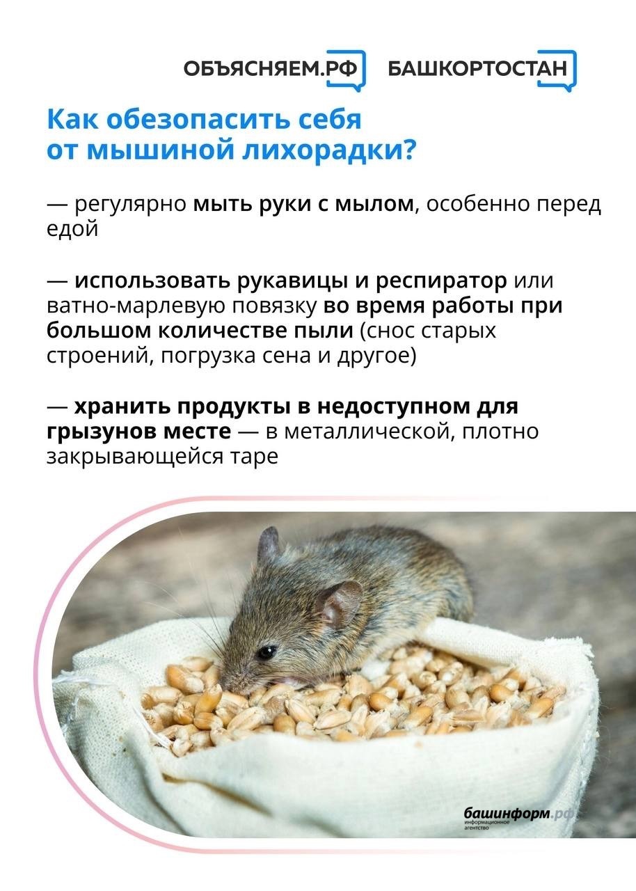 Как лечить мышиную лихорадку
