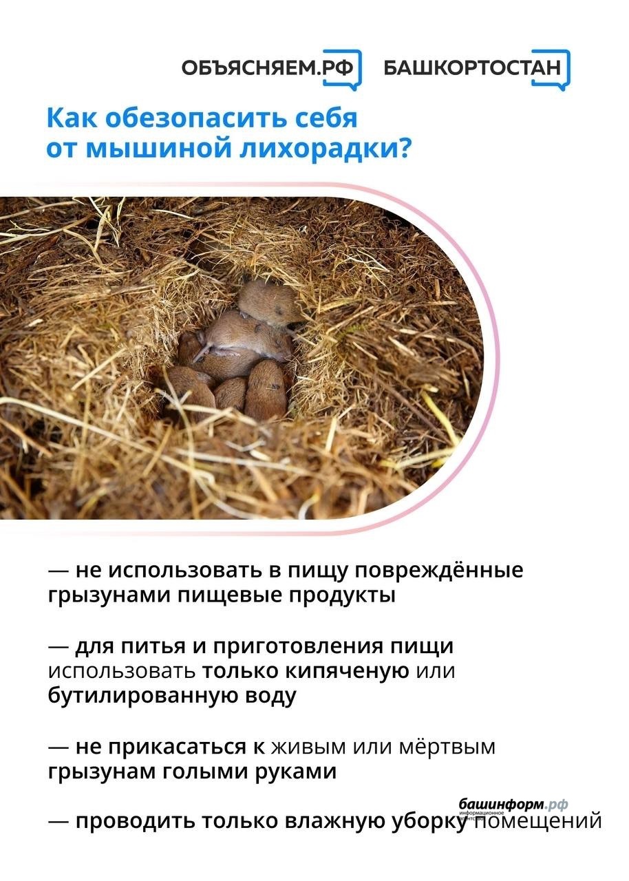 Как лечить мышиную лихорадку