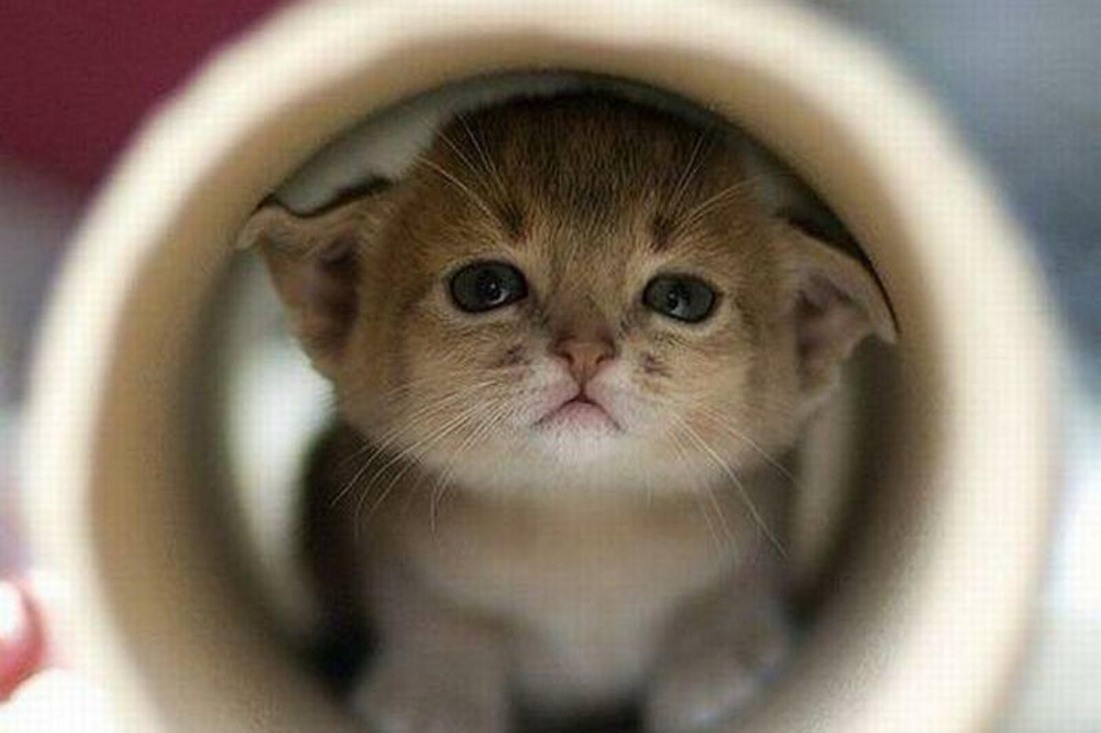 Фото милых и смешных котиков